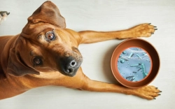  Frühjahrsputz für den Napf, oder: Warum dein Hund aus einer Petrischale frisst