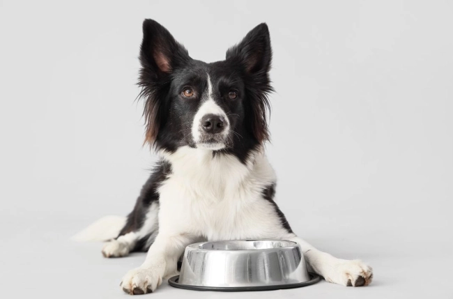 Hund vor Futternapf aus Edelstahl