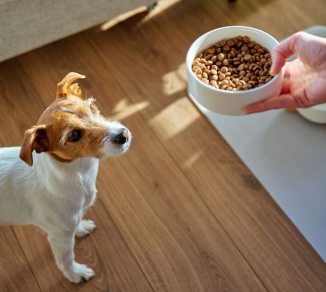 Hund schaut auf zum Futternapf aus Keramik