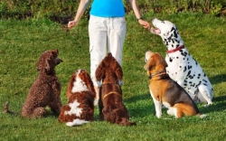 Auf dem Weg in die Hundeschule: Wirklich an alles gedacht?