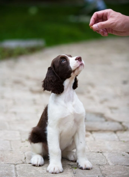 Welpe guckt auf Leckerli
