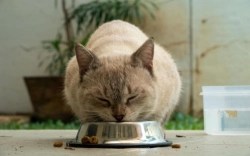 Der richtige Fleischanteil im Futter der Katze