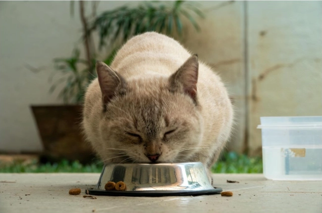 Katze frisst aus einer Futterschüssel