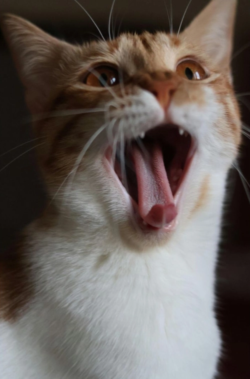 Katze schreit mit weit offenem Maul