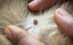 Festgesaugte Zecke am Hund -  Borreliose beim Hund