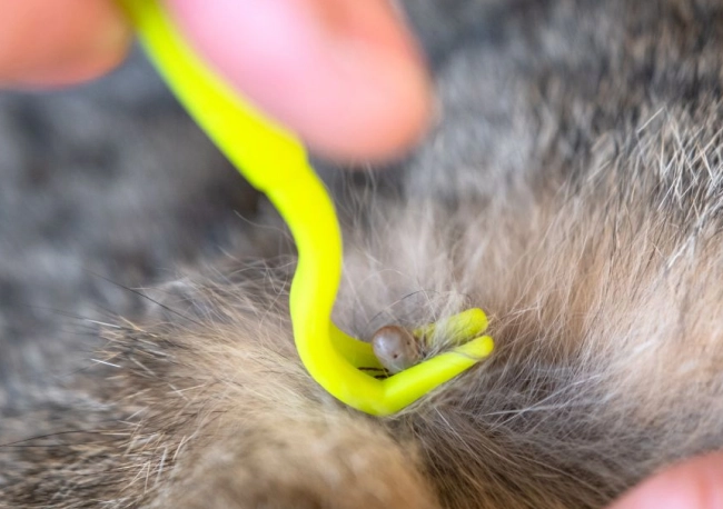 Entfernung einer Zecke mit einem Zeckenhaken