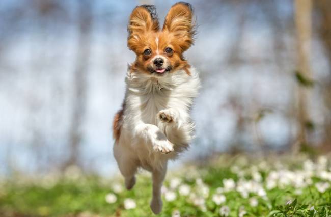 Hund springt auf einer blühenden Wiese
