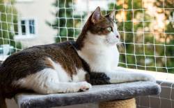Katze am vernetzten Balkon