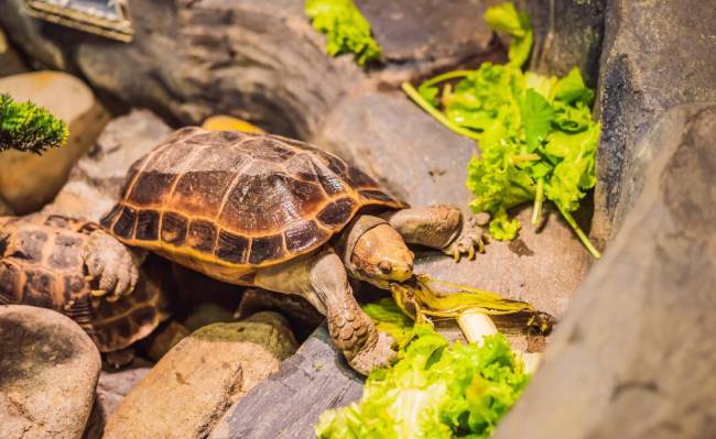 Schildkröte in einem Terrarium knabbert an Salatblatt