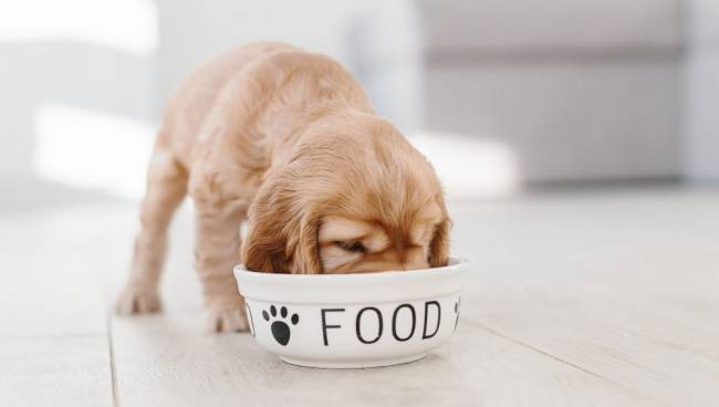 Welpe frisst aus einem Napf