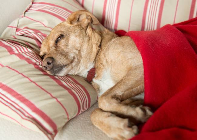 Kranker Hund liegt zugedeckt in einem Bett -  Haferschleim für Hunde: Wenn der Hundemagen grummelt