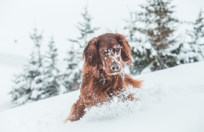 Hund spielt mit Schnee - Kürzere, dafür aber häufigere Spaziergänge bei Arthrose  