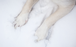 Hundepfoten im Schnee -  Arthrose bei Hunden: Eine schmerzhafte Realität - speziell im Winter