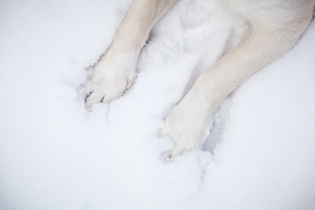 Hundepfoten im Schnee  - Arthrose bei Hunden