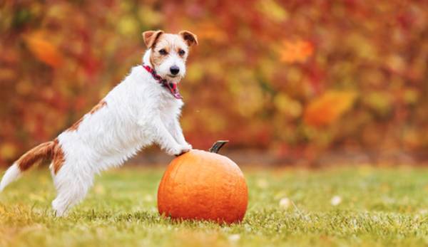Hund auf einer Wiese mit den Vorderpfoten auf einem Kürbis - Kürbis für Hunde: Das Herbst-Superfood im Napf!