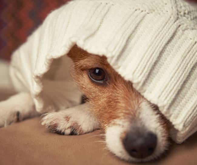 Hund lugt unter Decke hervor. Edenfood: Pankreas Unterstützung beim Hund
