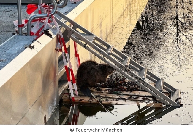 biber schwimmbad 650 r.dunkelgrau