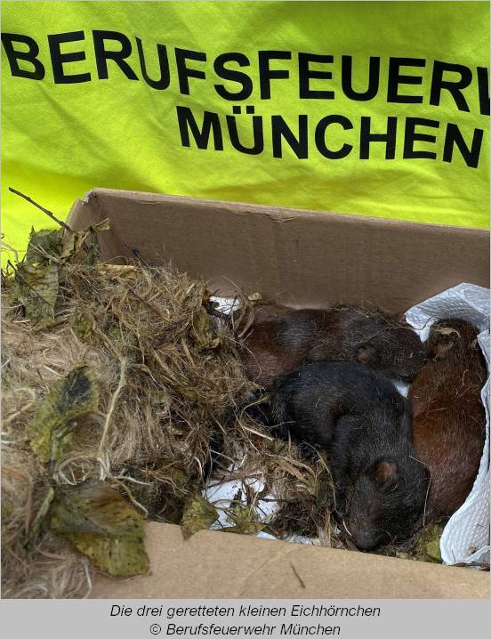 Die drei kleinen Eichhörnchen in einer Kiste auf der Feuerwache