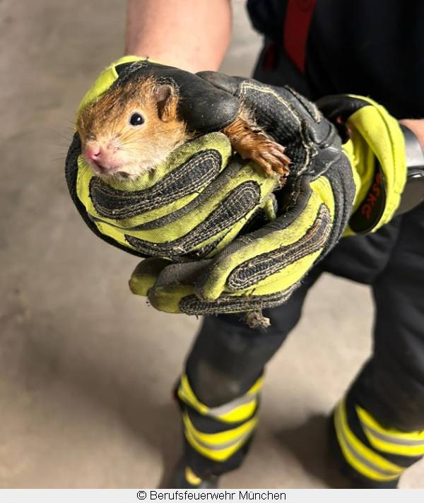 Gerettetes Eichhörnchen in den Händen eines Feuerwehrmannes