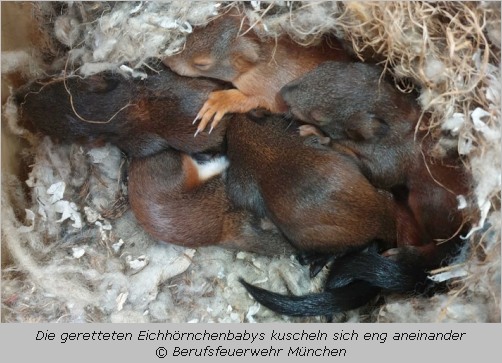 5 Eichhörnchenbabys liegen eng zusammengekuschelt im Kobel