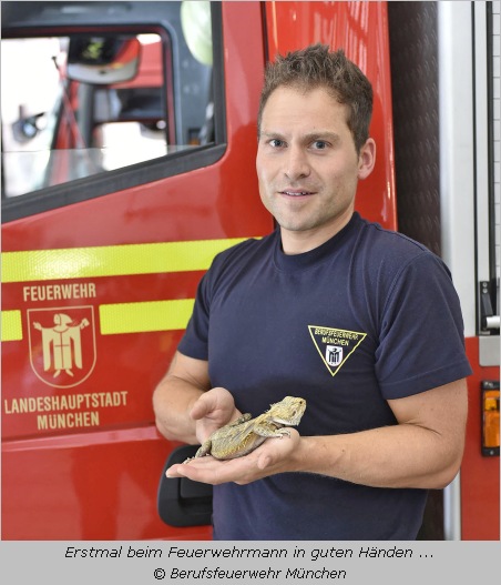 Bartagame auf der Hand eines Feuerwehrmannes