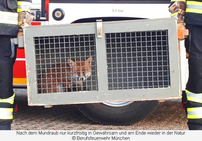 Fuchs wird von Feuerwehr in Transportbox weggetragen
