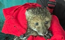 Feuerwehr rettet vier Fuchsjunge aus Schwimmbecken