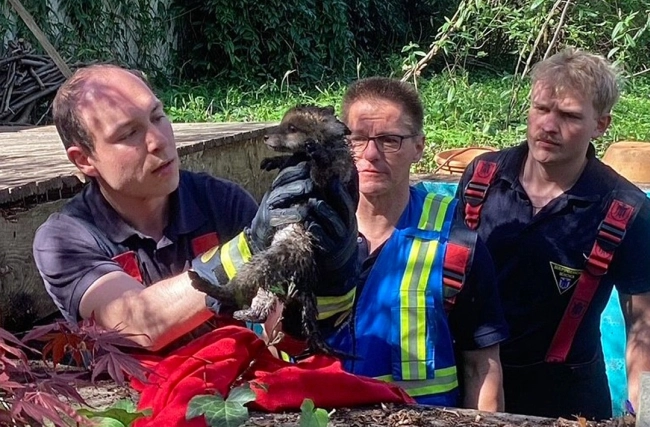 Drei Feuerwehr-Einsatzkräfte bringen das nächste Füchslein ans Tageslicht