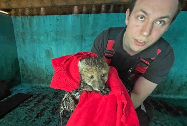 Feuerwehrmann im Schwimmbecken mit dem in eine Decke eingewickelten Jungfuchs