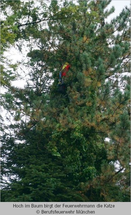 Feuerwehrmann holt Katze ganz oben vom Baum herunter