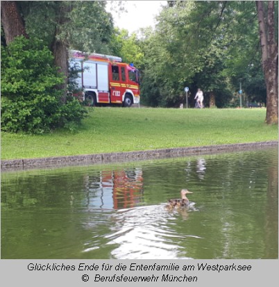 Die Feuerwehr setzte die Enten am Westparksee aus, die Familie schwimmt im See