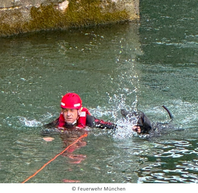 Feuerwehrmann im Wasser, den Weimaraner neben sich ziehend