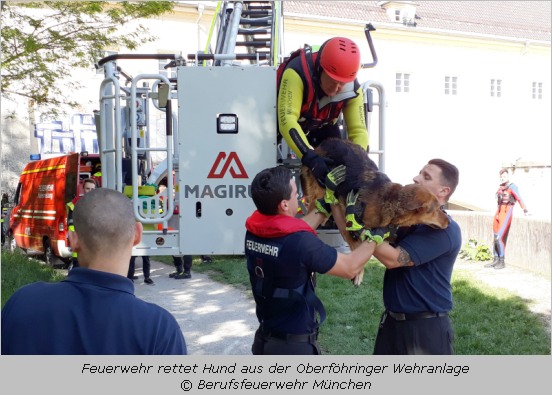 Feuerwehr rettet Hund mit einer Drehleiter aus dem Oberföhringer Wehr 