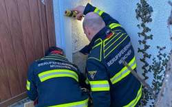 Feuerwehr rettet Katze aus einem Mauerspalt
