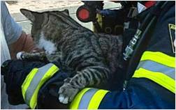 Gerettete Katze im Arm des Feuerwehrmannes