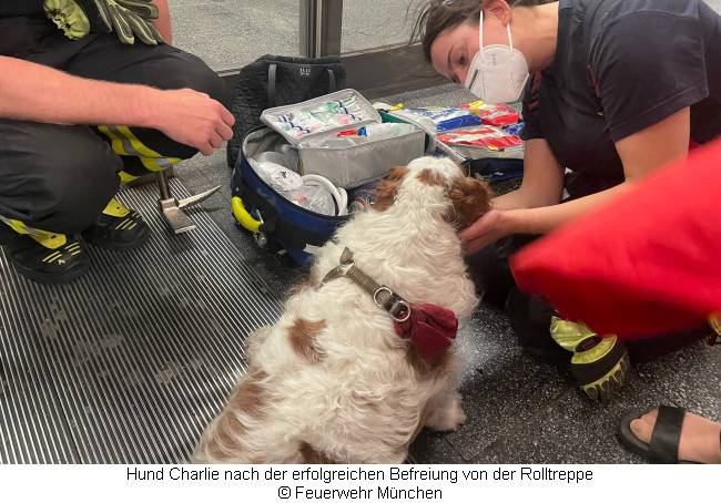 Hund Charlies Schwanz wurde gerade aus der Rolltreppe befreit