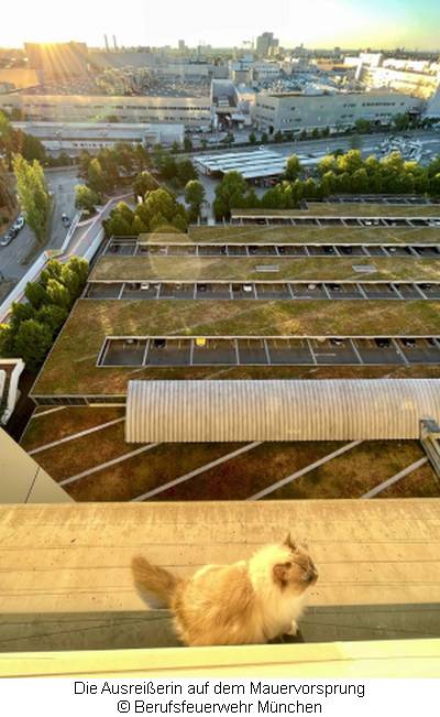 Luftige Aussicht einer Katze in Milbertshofen  