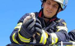 Turmfalke - aus dem Nest gefallen und von Feuerwehr gerettet
