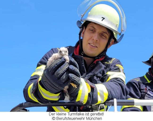 Turmfalken-Jungvogel in den Händen eines Feuerwehrmannes 