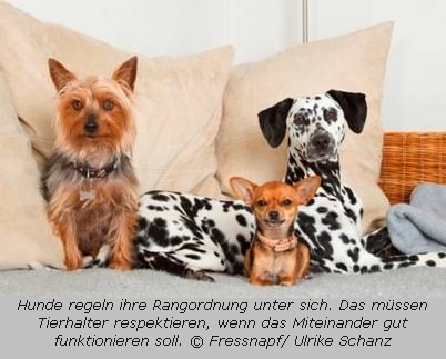 Drei Hunde auf der Couch: Wer ist hier der Boss?