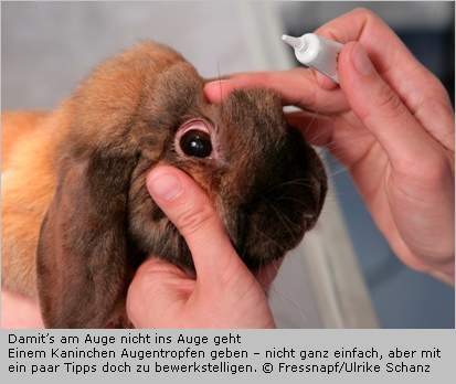 Augentropfengabe beim Kaninchen 