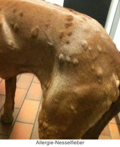 Hund mit dicken Pusteln vom Allergie-Nesselfieber