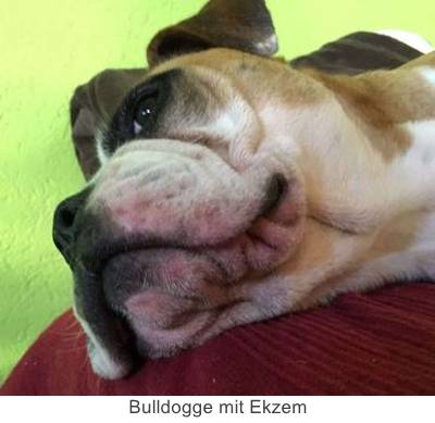 Bulldogge mit Ekzem am Maul