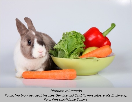 Kaninchen neben einem Teller mit Gemüse und Salat