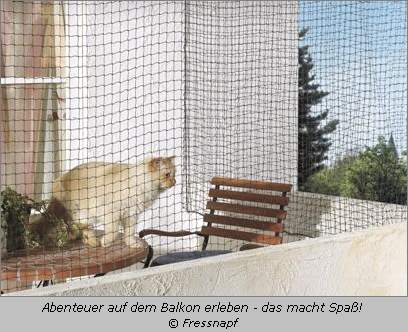 Katze am Balkon - gesichert mit einem Katzennetz 
