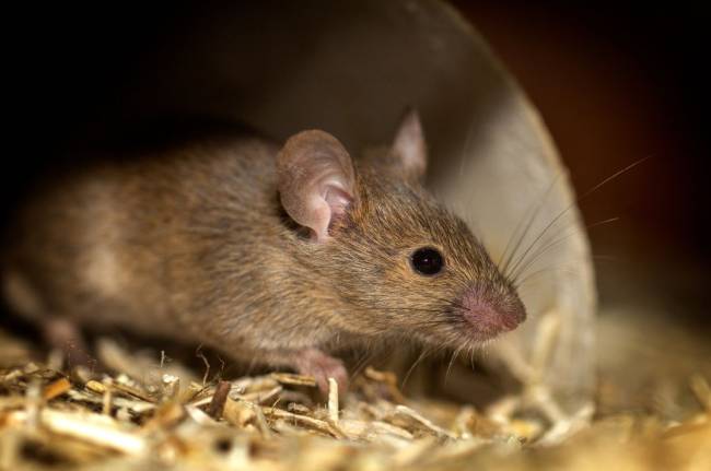Maus im Käfig auf Streu - Mäusehaltung:  So wohnen Mäuse gerne
