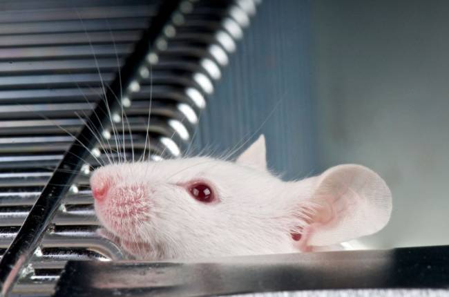 Weiße Maus lugt aus einem Käfig . Mäusehaltung:  So wohnen Mäuse gerne
