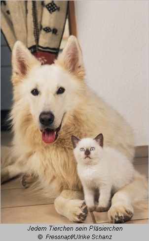  Hund und Katze  