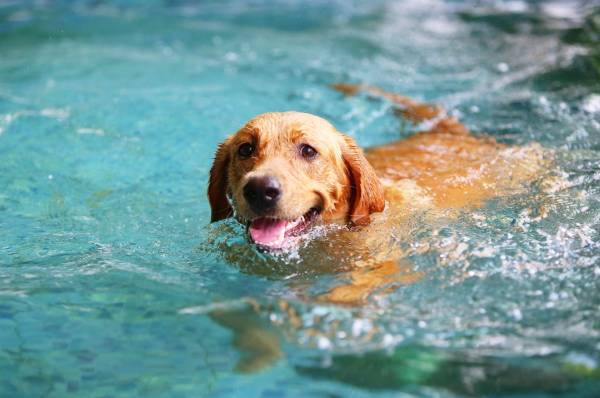 Hund schwimmt