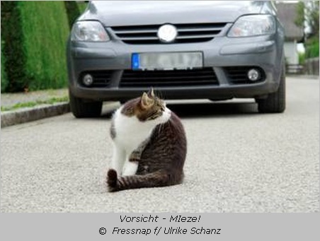 Katze sitzt auf der Straße